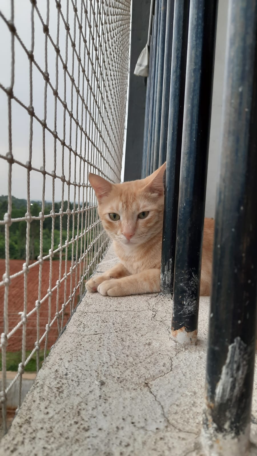 Balcony Child Protection Net